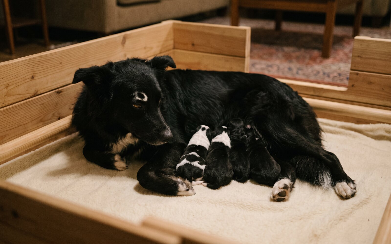 Saline couchée avec ses chiots de quelques jours dans la nurserie