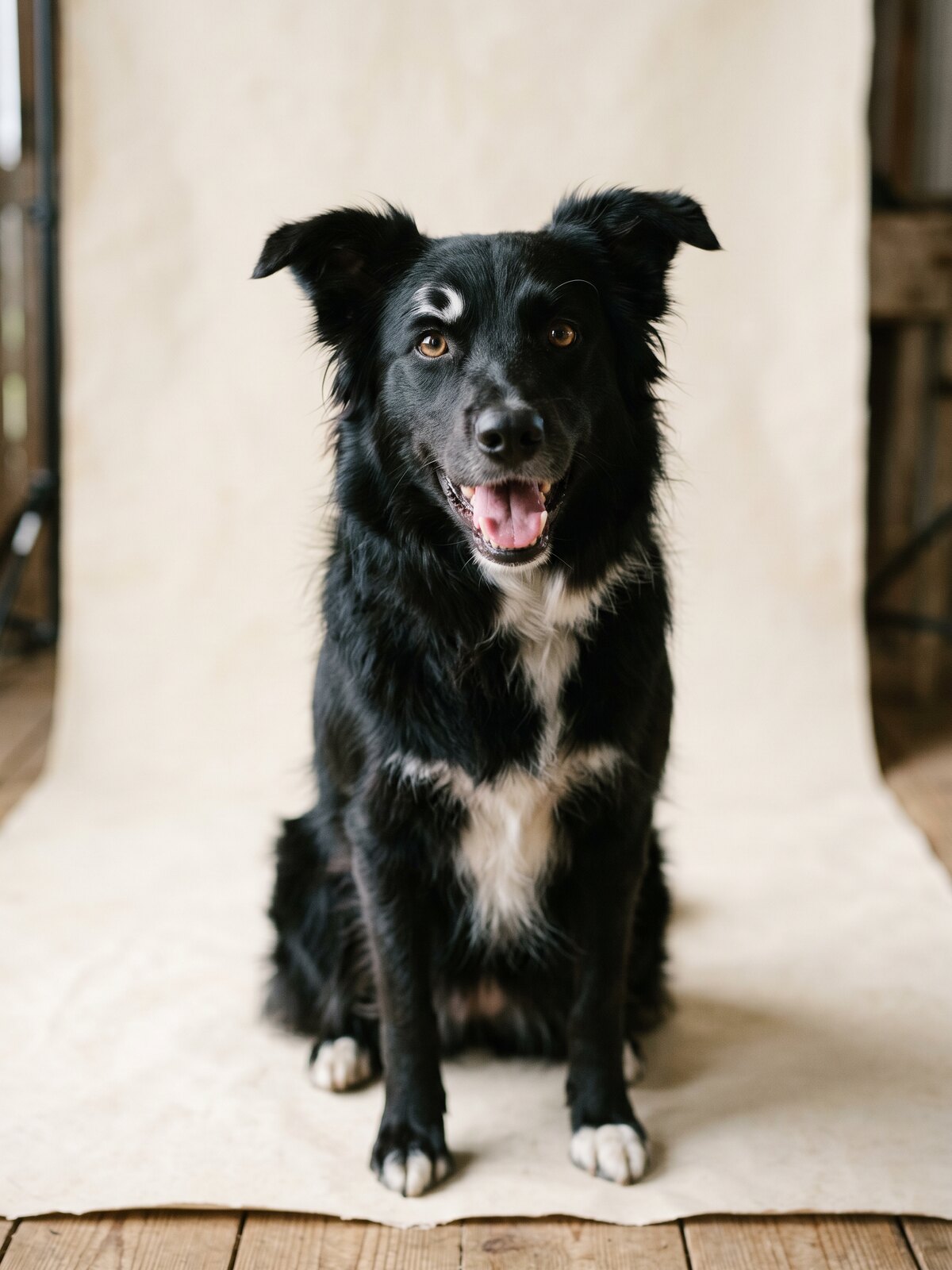 Saline, border collie noir et blanc, portrait assis en lumière douce